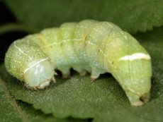 Orthosia cerasi V